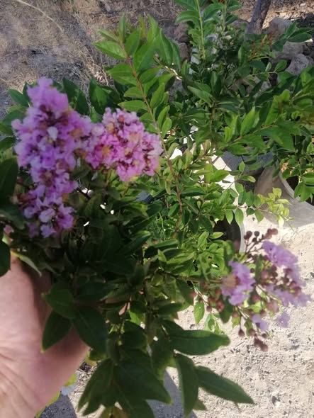 اشتال التمر حنا لون زهر — أبو نصير, الأردن (2)
