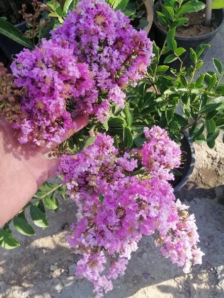 اشتال التمر حنا لون زهر — أبو نصير, الأردن (4)