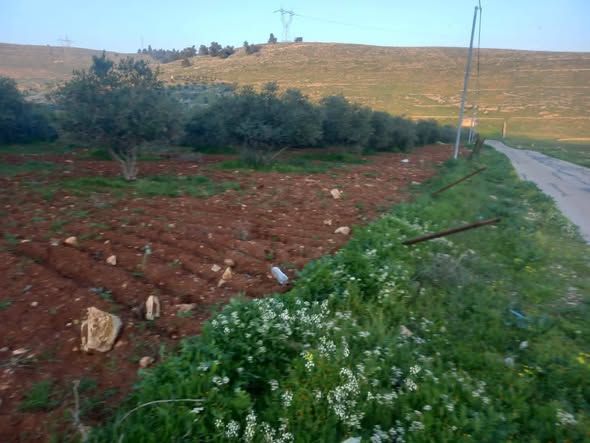 أرض 16 دونم مشجرة زيتون - الرحاب — إربد, الأردن (3)