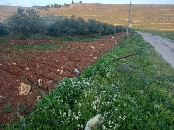 أرض 16 دونم مشجرة زيتون - الرحاب — إربد, الأردن (5)