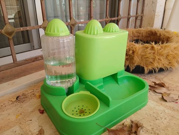 Cats for Sale — Jordan (2)