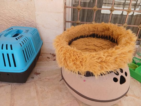 Cats for Sale — Jordan (3)