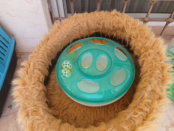 Cats for Sale — Jordan (4)