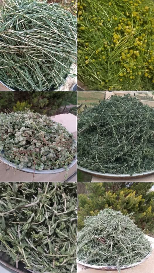 أعشاب طبية خضراء