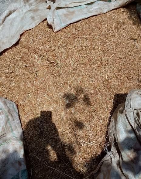 Vetch Straw – Animal Fodder