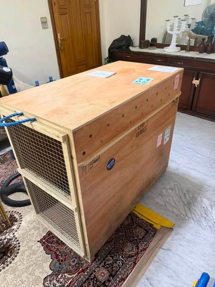Large Dog Travel Crate — Amman, Jordan (2)