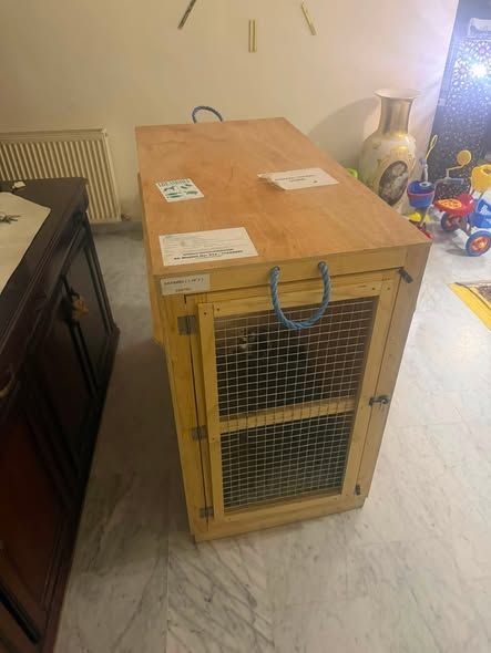 Large Dog Travel Crate — Amman, Jordan (3)