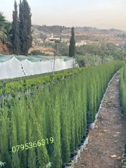 سرو توتم ايطالي - طول متر