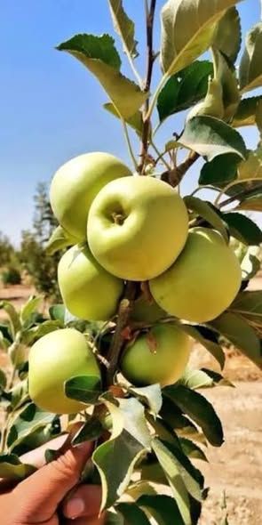 Apple & Olive Farm – 825 Dunums — Jordan (2)