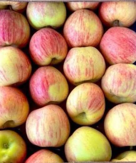 Apple & Olive Farm – 825 Dunums — Jordan (3)