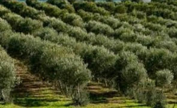 Apple & Olive Farm – 825 Dunums — Jordan (4)