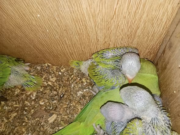 Lovebird (Dara) Parrot — Jordan (2)
