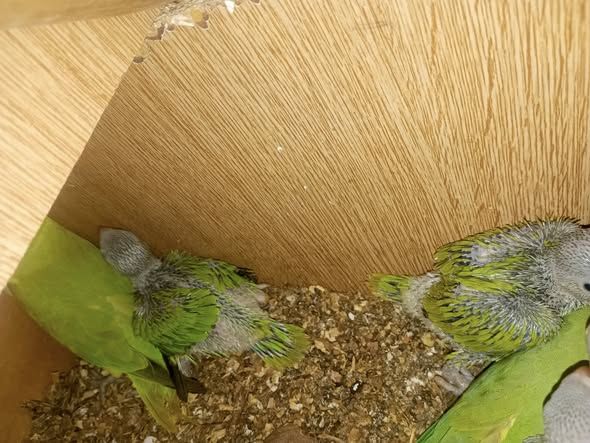 Lovebird (Dara) Parrot — Jordan (3)