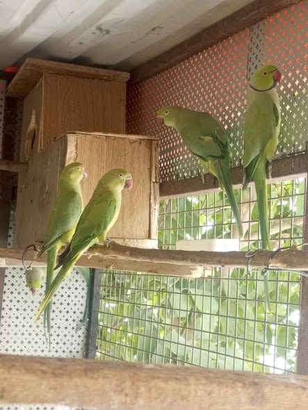 Lovebird (Dara) Parrot — Jordan (4)