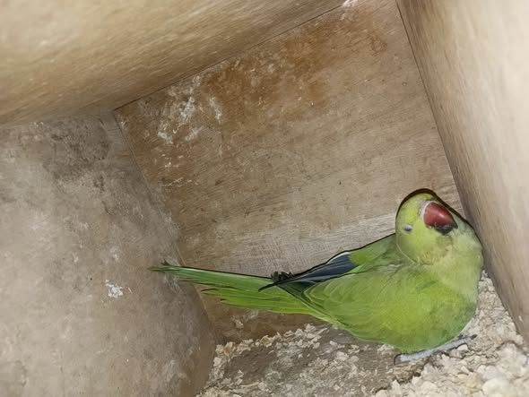 Lovebird (Dara) Parrot — Jordan (5)