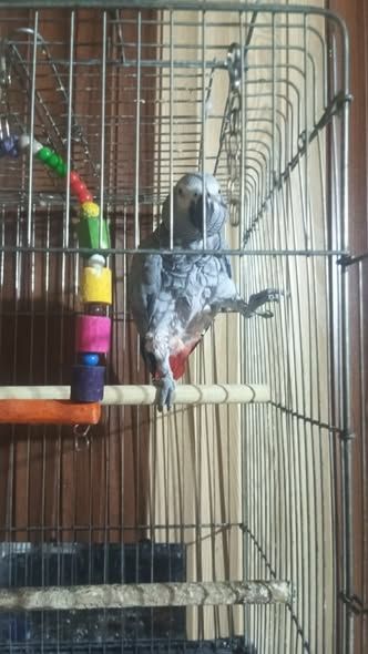 Talking African Grey Parrot