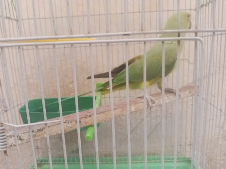 Female Indian Ringneck Parakeet (Dorra), 1 Year Old