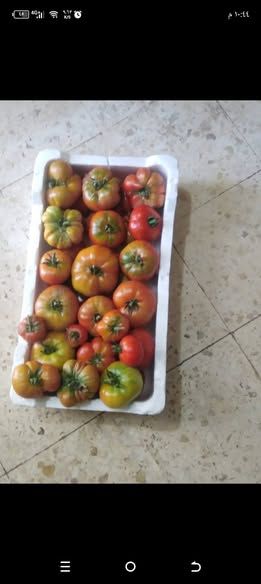 زعتر أخضر بلدي