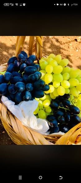 زعتر أخضر بلدي — الأردن (2)