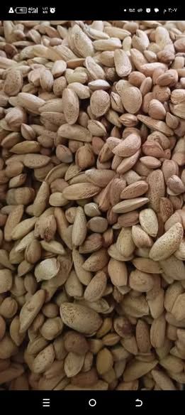 زعتر أخضر بلدي — الأردن (3)