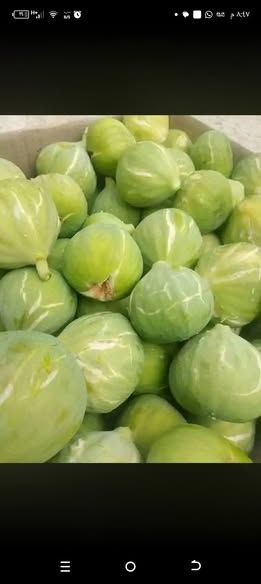 زعتر أخضر بلدي — الأردن (4)