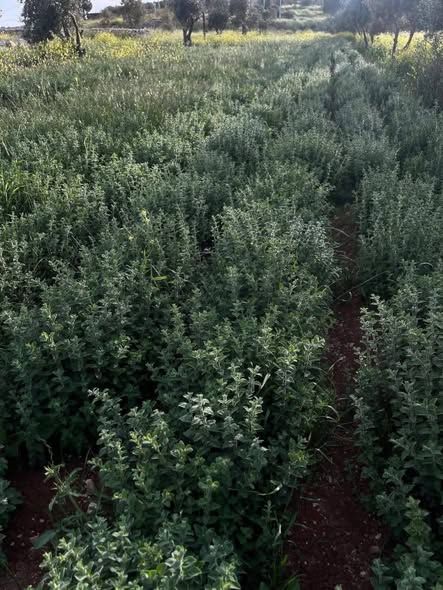 زعتر بلدي أخضر — Samar, الأردن (3)
