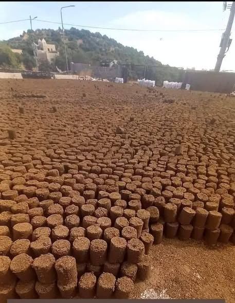 جفت زيتون مكبوس — المفرق, الأردن (3)