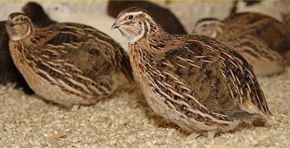 سمان جامبو أوزان ثقيلة — أبو نصير, الأردن (3)