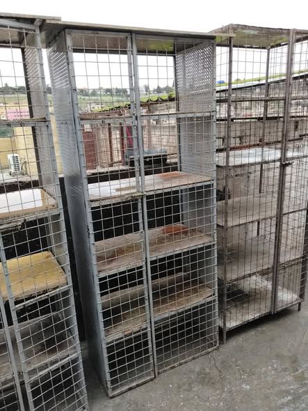 Heavy-Duty Iron Pigeon Cages (Set of 4)