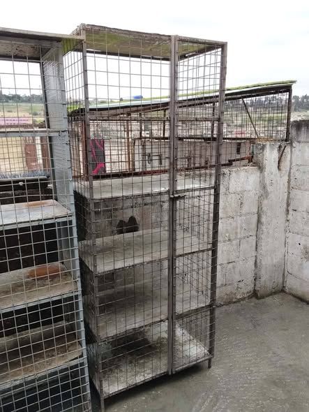 Heavy-Duty Iron Pigeon Cages (Set of 4) — Amman, Jordan (2)