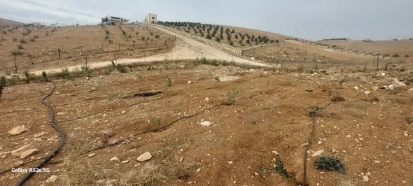 مزرعة زراعية مثمرة ببئر ماء - المفرق — المفرق, الأردن (3)