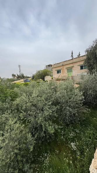 دونم أرض مشجرة زيتون وتين وليمون مع بيت — جرش, الأردن (5)