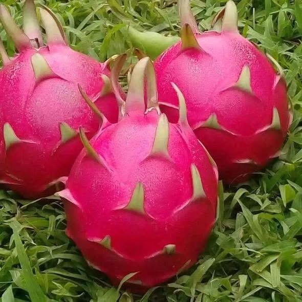 شتلة فاكهة التنين — إربد, الأردن (3)