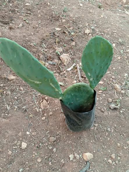 شتلة ليمون شهري — عجلون, الأردن (4)