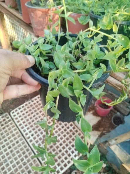 شتل زينة — جرش, الأردن (3)