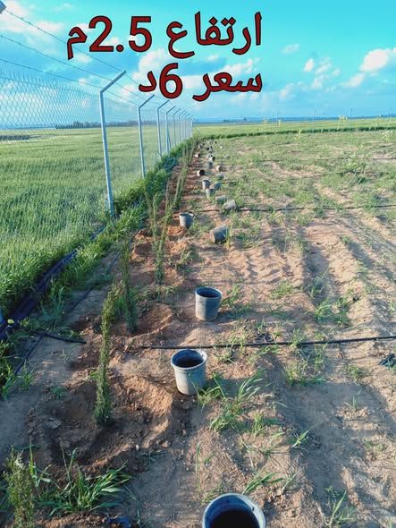 خدمة تشتيل الأشتال وتجهيز الأراضي الزراعية — عمان, الأردن (2)