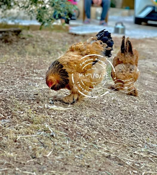 طقم دجاج براهمة (٥ دجاجات وديك) — مادبا, الأردن (3)