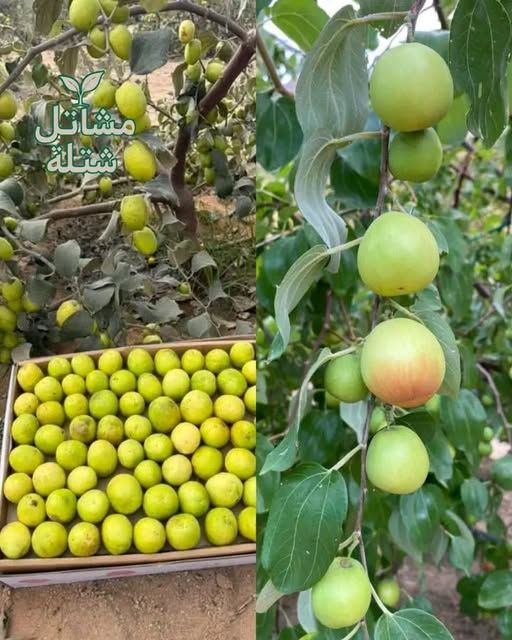 سدر تفاحي مركب