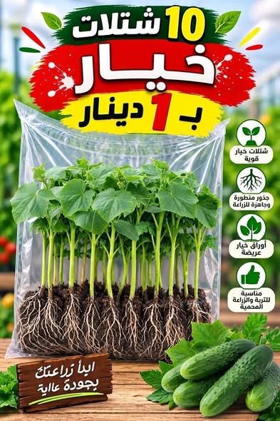 تشكيلة شتلات خضار وأعشاب وزينة للمنزل والحدائق — عمان، الأردن (2)