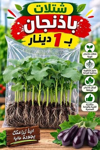 تشكيلة شتلات خضار وأعشاب وزينة للمنزل والحدائق — عمان، الأردن (3)