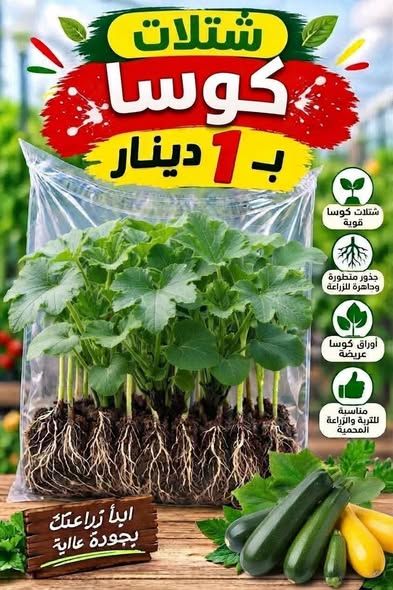 تشكيلة شتلات خضار وأعشاب وزينة للمنزل والحدائق — عمان، الأردن (4)