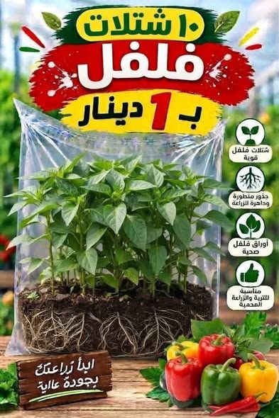 تشكيلة شتلات خضار وأعشاب وزينة للمنزل والحدائق — عمان، الأردن (5)