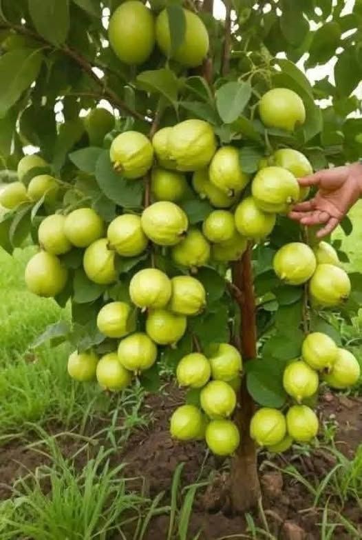 جوافة تايلندية مقزمة