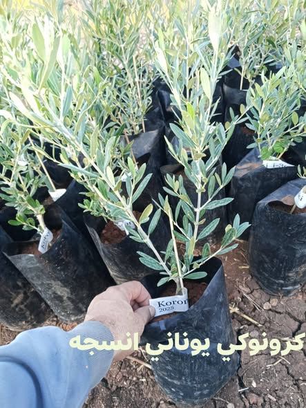 شتل زيتون كرونوكي يوناني نسيجي — إربد، الأردن (3)