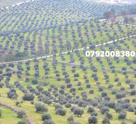 مزرعة غابة زيتون 140 دونم