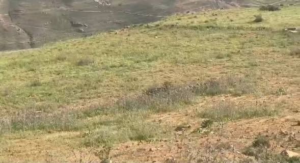 أرض 5 دونمات غرب جرش — جرش، الأردن (3)