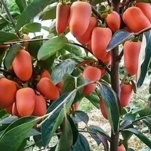 شجرة كاكا إيطالي