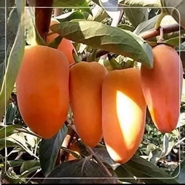 شجرة كاكا إيطالي — الأردن (2)