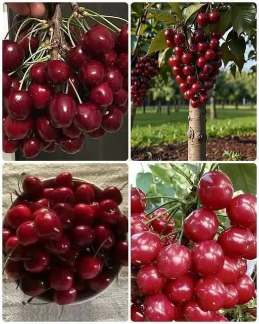 شتلة كرز أحمر لبناني