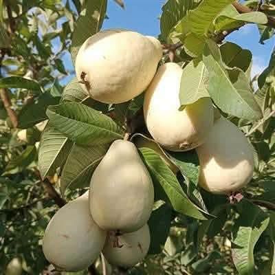 شتلات جوافة بناتي وكلاكة — الأردن (3)